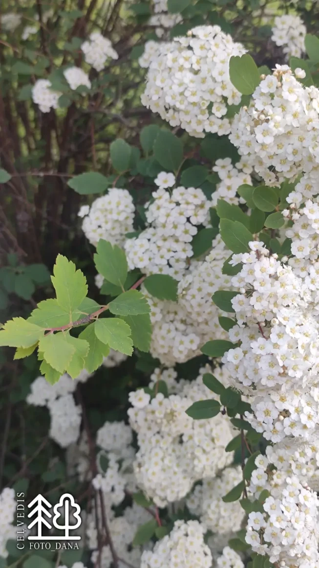 Spiraea × vanhouttei